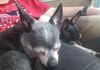 Filename=20190626_007.jpg
Filesize=276KiB
Dimensions=2047x1440
Date added=Jul 25, 2019 20190626_007.jpg
