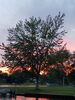 Filename=20190626_023.jpg
Filesize=597KiB
Dimensions=1536x2048
Date added=Jul 25, 2019 20190626_023.jpg