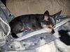 Filename=20190628_083.jpg
Filesize=673KiB
Dimensions=2048x1536
Date added=Jul 25, 2019 20190628_083.jpg