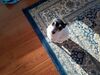 Filename=20190629_073.jpg
Filesize=701KiB
Dimensions=2048x1536
Date added=Jul 25, 2019 20190629_073.jpg