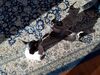 Filename=20190629_074.jpg
Filesize=1077KiB
Dimensions=2048x1536
Date added=Jul 25, 2019 20190629_074.jpg