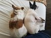 Filename=20190702_118.jpg
Filesize=496KiB
Dimensions=2048x1536
Date added=Apr 02, 2020 20190702_118.jpg