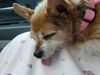 Filename=20190704_002.jpg
Filesize=518KiB
Dimensions=2048x1536
Date added=Apr 02, 2020 20190704_002.jpg