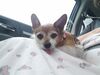 Filename=20190704_003.jpg
Filesize=234KiB
Dimensions=2048x1536
Date added=Apr 02, 2020 20190704_003.jpg