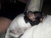 Filename=20190707_003.jpg
Filesize=296KiB
Dimensions=2048x1536
Date added=Apr 02, 2020 20190707_003.jpg