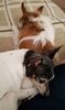 Filename=20190719_002.jpg
Filesize=295KiB
Dimensions=1209x2047
Date added=Apr 04, 2020 20190719_002.jpg