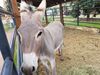 Filename=20190720_001.jpg
Filesize=963KiB
Dimensions=2048x1536
Date added=Apr 04, 2020 20190720_001.jpg