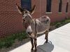 Filename=20190720_009.jpg
Filesize=633KiB
Dimensions=2048x1536
Date added=Apr 04, 2020 20190720_009.jpg