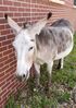 Filename=20190720_017.jpg
Filesize=664KiB
Dimensions=1452x2047
Date added=Apr 04, 2020 20190720_017.jpg