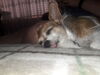 Filename=20190823_001.jpg
Filesize=321KiB
Dimensions=2048x1536
Date added=Apr 09, 2020 20190823_001.jpg