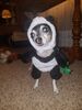Filename=20190919_001.jpg
Filesize=421KiB
Dimensions=1536x2048
Date added=Apr 09, 2020 20190919_001.jpg