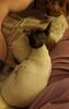 Filename=20191104_002.jpg
Filesize=247KiB
Dimensions=1293x2047
Date added=Apr 10, 2020 20191104_002.jpg