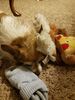 Filename=20191115_003.jpg
Filesize=317KiB
Dimensions=1536x2048
Date added=Apr 10, 2020 20191115_003.jpg