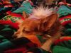 Filename=20200101_012.jpg
Filesize=415KiB
Dimensions=2048x1536
Date added=Oct 08, 2020 20200101_012.jpg