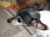 Filename=20200327_002.jpg
Filesize=740KiB
Dimensions=2048x1536
Date added=Nov 07, 2020 20200327_002.jpg