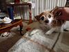 Filename=20200327_003.jpg
Filesize=477KiB
Dimensions=2048x1536
Date added=Nov 07, 2020 20200327_003.jpg