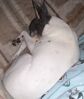 Filename=20200331_002.jpg
Filesize=437KiB
Dimensions=1729x2048
Date added=Nov 07, 2020 20200331_002.jpg