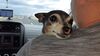 Filename=20200531_002.jpg
Filesize=475KiB
Dimensions=2048x1152
Date added=Sep 26, 2021 20200531_002.jpg