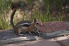 Filename=20200615_107.jpg
Filesize=372KiB
Dimensions=2047x1360
Date added=Dec 21, 2020 20200615_107.jpg