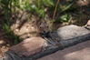 Filename=20200615_108.jpg
Filesize=371KiB
Dimensions=2047x1360
Date added=Dec 21, 2020 20200615_108.jpg