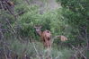 Filename=20200629_008.jpg
Filesize=545KiB
Dimensions=2047x1360
Date added=Dec 21, 2020 20200629_008.jpg