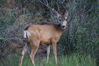 Filename=20200629_009.jpg
Filesize=611KiB
Dimensions=2047x1360
Date added=Dec 21, 2020 20200629_009.jpg