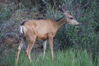 Filename=20200629_010.jpg
Filesize=622KiB
Dimensions=2047x1360
Date added=Dec 21, 2020 20200629_010.jpg