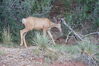 Filename=20200629_011.jpg
Filesize=667KiB
Dimensions=2047x1360
Date added=Dec 21, 2020 20200629_011.jpg