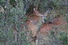Filename=20200629_012.jpg
Filesize=582KiB
Dimensions=2047x1360
Date added=Dec 21, 2020 20200629_012.jpg