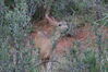 Filename=20200629_013.jpg
Filesize=593KiB
Dimensions=2047x1360
Date added=Dec 21, 2020 20200629_013.jpg