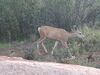 Filename=20200629_014.jpg
Filesize=403KiB
Dimensions=2048x1536
Date added=Dec 21, 2020 20200629_014.jpg