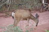 Filename=20200629_016.jpg
Filesize=418KiB
Dimensions=2047x1360
Date added=Dec 21, 2020 20200629_016.jpg