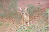Filename=20200629_019.jpg
Filesize=627KiB
Dimensions=2047x1360
Date added=Dec 21, 2020 20200629_019.jpg