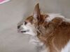 Filename=20200721_003.jpg
Filesize=492KiB
Dimensions=2048x1536
Date added=Dec 21, 2020 20200721_003.jpg