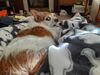 Filename=20200921_001.jpg
Filesize=400KiB
Dimensions=2048x1536
Date added=Dec 27, 2020 20200921_001.jpg