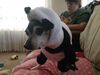 Filename=20200922_002.jpg
Filesize=256KiB
Dimensions=2048x1536
Date added=Dec 27, 2020 20200922_002.jpg