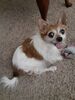 Filename=20200925_004.jpg
Filesize=541KiB
Dimensions=1536x2048
Date added=Dec 27, 2020 20200925_004.jpg