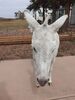 Filename=20200926_015.jpg
Filesize=687KiB
Dimensions=1536x2048
Date added=Dec 27, 2020 20200926_015.jpg
