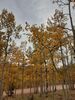 Filename=20200926_023.jpg
Filesize=864KiB
Dimensions=1536x2048
Date added=Dec 27, 2020 20200926_023.jpg