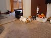Filename=20201003_001.jpg
Filesize=454KiB
Dimensions=2048x1536
Date added=May 21, 2021 20201003_001.jpg