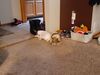 Filename=20201003_002.jpg
Filesize=449KiB
Dimensions=2048x1536
Date added=May 21, 2021 20201003_002.jpg