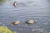 Filename=20201017_020.jpg
Filesize=315KiB
Dimensions=2047x1360
Date added=May 21, 2021 20201017_020.jpg