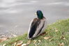 Filename=20201017_054.jpg
Filesize=397KiB
Dimensions=2047x1360
Date added=May 21, 2021 20201017_054.jpg