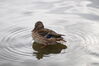 Filename=20201017_055.jpg
Filesize=208KiB
Dimensions=2047x1360
Date added=May 21, 2021 20201017_055.jpg