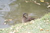Filename=20201017_056.jpg
Filesize=373KiB
Dimensions=2047x1360
Date added=May 21, 2021 20201017_056.jpg