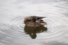 Filename=20201017_057.jpg
Filesize=209KiB
Dimensions=2047x1360
Date added=May 21, 2021 20201017_057.jpg