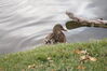 Filename=20201017_058.jpg
Filesize=353KiB
Dimensions=2047x1360
Date added=May 21, 2021 20201017_058.jpg