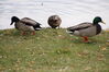 Filename=20201017_059.jpg
Filesize=373KiB
Dimensions=2047x1360
Date added=May 21, 2021 20201017_059.jpg