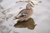 Filename=20201017_062.jpg
Filesize=276KiB
Dimensions=2047x1360
Date added=May 21, 2021 20201017_062.jpg
