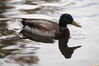 Filename=20201017_063.jpg
Filesize=287KiB
Dimensions=2047x1360
Date added=May 21, 2021 20201017_063.jpg